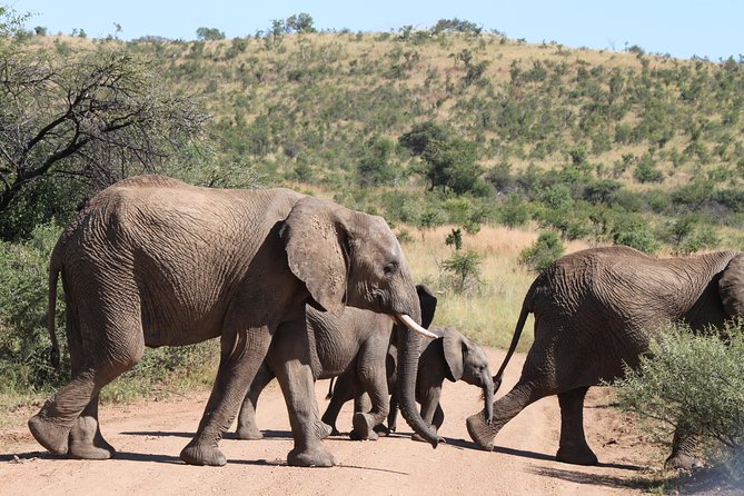One day Safari including a 5 Hour Open Safari Vehicle Drive - Entering Pilanesberg: Meeting Your Ranger and Getting Oriented