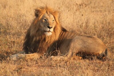 One day Safari including a 5 Hour Open Safari Vehicle Drive - 6:00 Am Pickup: Why the Morning Start Matters