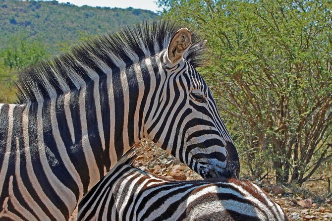 One day Safari including a 5 Hour Open Safari Vehicle Drive - Price and What’s Actually Included (and Why It’s Reasonable)