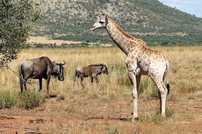 One day Safari including a 5 Hour Open Safari Vehicle Drive - What to Pack and How to Dress for an Open Safari Drive