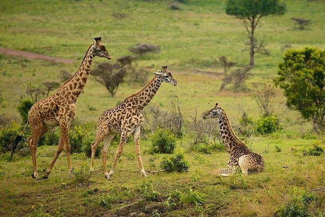 One Day Tour to Maasai Mara Game reserve from Nairobi - The smart appeal of a one-day Maasai Mara Big Five safari