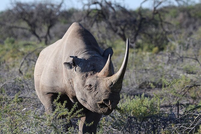 One Day Tour to Maasai Mara Game reserve from Nairobi - The pop-up roof Land Cruiser: how to spot more, faster
