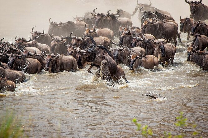 One Day Tour to Maasai Mara Game reserve from Nairobi - Nairobi-to-Mara value: what you’re paying for (and what can add up)