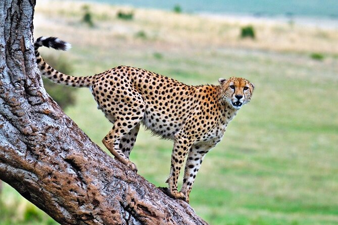 One Day Tour to Maasai Mara Game reserve from Nairobi - Your guide and the small stuff that shapes the day