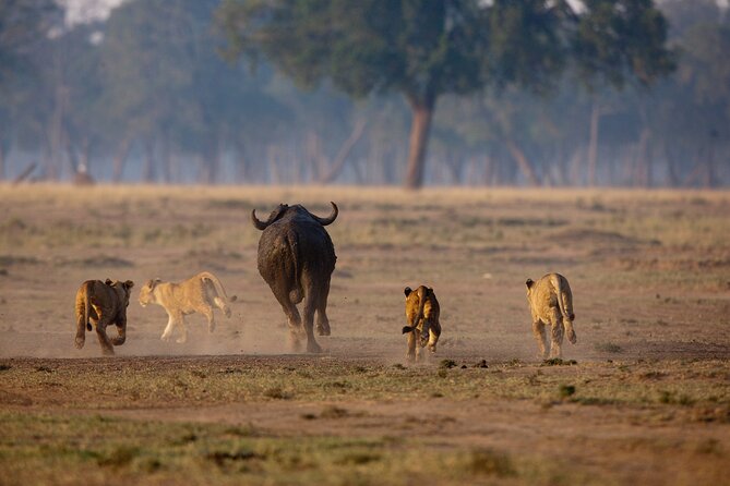 One Day Tour to Maasai Mara Game reserve from Nairobi - Who this Maasai Mara day tour suits best