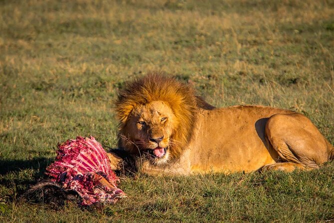 One Day Tour to Maasai Mara Game reserve from Nairobi - 5:00am pickup and the drive day plan that actually works