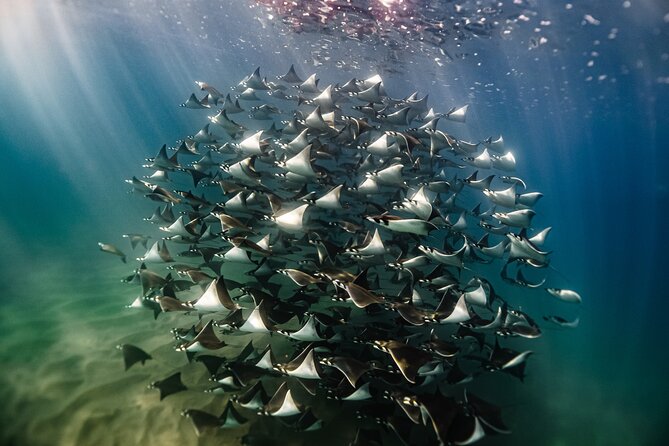 Open Ocean Safari and Whale Watching - Key reasons this safari is worth your morning