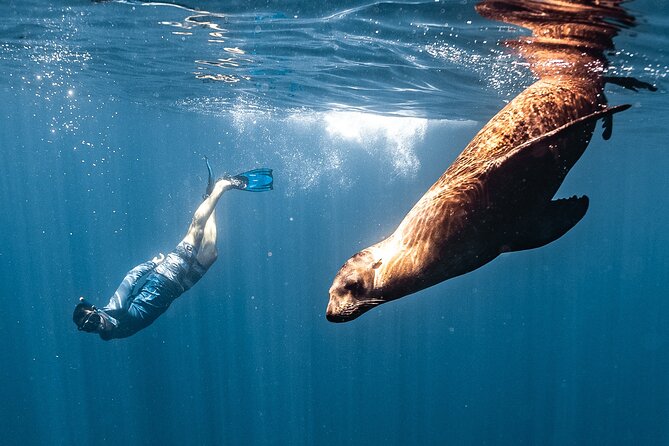 Open Ocean Safari and Whale Watching - The best part: a small group that doesn’t feel rushed