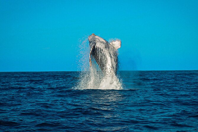 Open Ocean Safari and Whale Watching - Snorkeling time: gear is included, and the reef is the payoff
