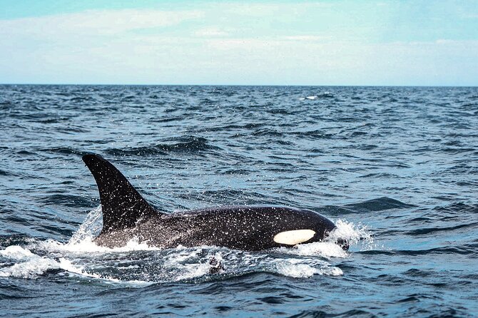 Open Ocean Safari and Whale Watching - Guides and photography: why the team’s style matters