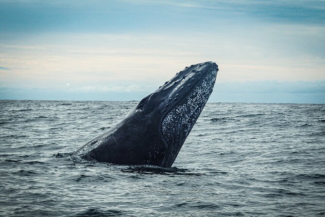 Open Ocean Safari and Whale Watching - Price and value: is $215 for 4 hours fair?