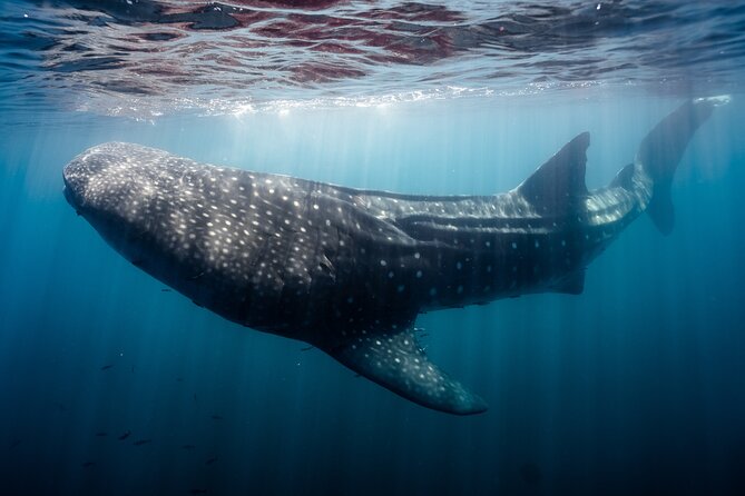 Open Ocean Safari and Whale Watching - How to make this tour work for your schedule