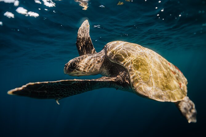 Open Ocean Safari and Whale Watching - Who should book this (and who should skip it)