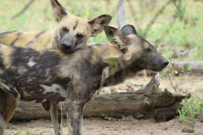 Open Vehical Safari in Kruger National Park Half Day - Price and Logistics: Real Value at $76.68 (What’s Included vs Extra)