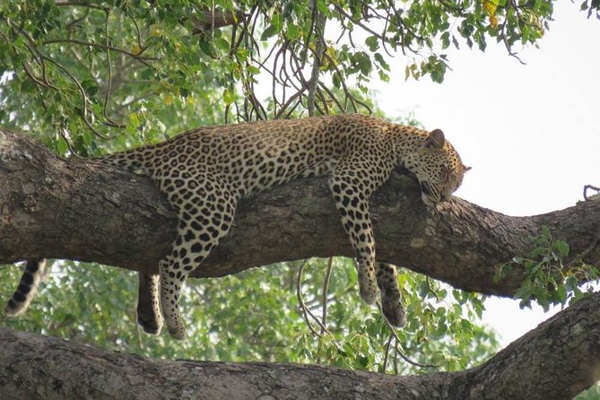 Open Vehical Safari in Kruger National Park Half Day - Photo Opportunities From an Open Vehicle (Without Getting Wrecked)