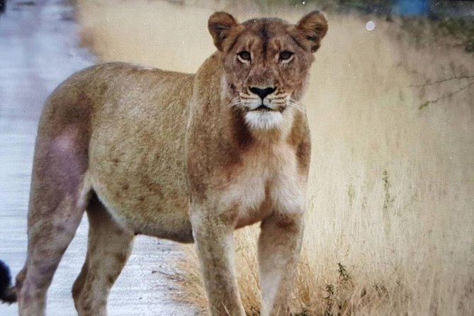 Open Vehical Safari in Kruger National Park Half Day - Weather and Comfort: Open Vehicle + Half Day = Plan Smart