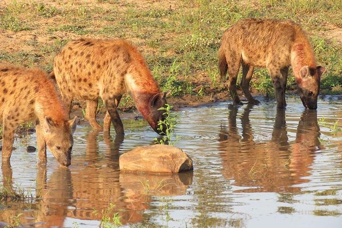 Open Vehical Safari in Kruger National Park Half Day - The 6-Hour Rhythm: How a Half-Day Safari Feels in Real Life