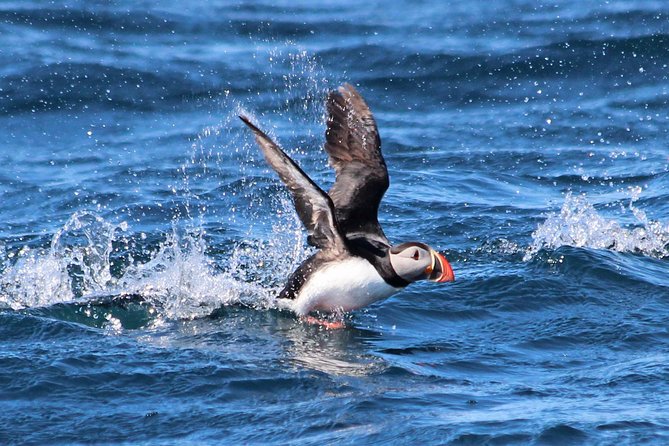 Original Big Whale Safari & Puffins Speedboat Tour from Húsavík - What the 2-Hour RIB Ride Feels Like on the Water