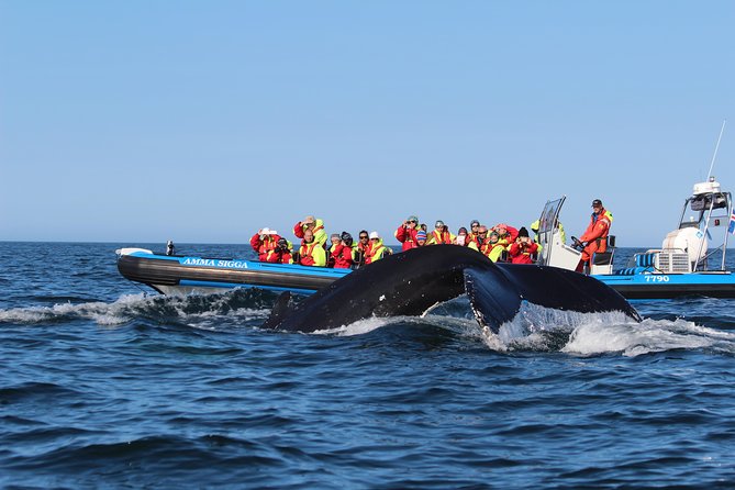 Original Big Whale Safari & Puffins Speedboat Tour from Húsavík - Puffin Island: Timing Is Everything (and Safety Can Change Plans)