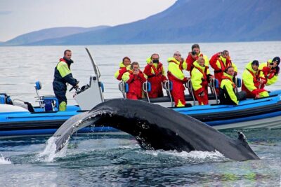 Original Big Whale Safari & Puffins Speedboat Tour from Húsavík - How Whale Spotting Actually Works Here