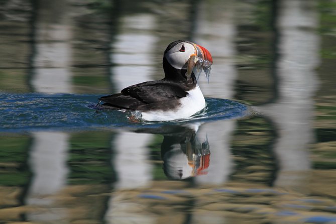 Original Big Whale Safari & Puffins Speedboat Tour from Húsavík - Gear and Comfort: Overalls, Rain Jackets, and Staying Warm