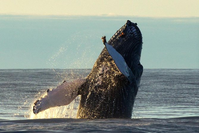Original Big Whale Safari & Puffins Speedboat Tour from Húsavík - Guides and Captains: The Difference Between Seeing and Missing