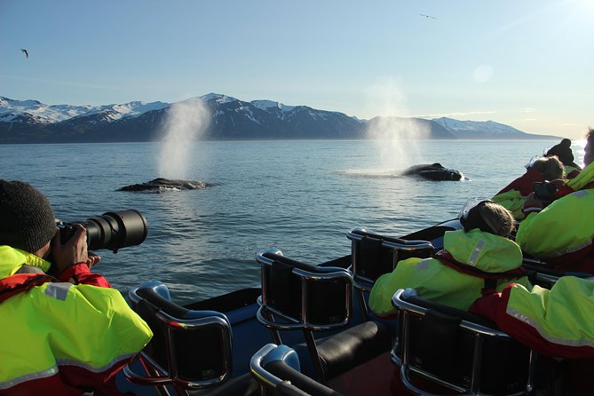 Original Big Whale Safari & Puffins Speedboat Tour from Húsavík - Value Check: Is $180.27 Worth It?