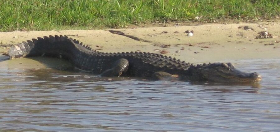 Orlando: Airboat Ride Tour with Hotel Pickup - From Orlando pickup to a swamp start: how the timing works