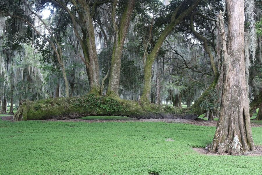Orlando: Airboat Ride Tour with Hotel Pickup - Small group + English guide: why it changes the experience