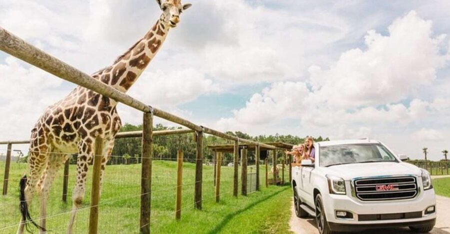 Orlando: Drive-Thru Safari Park at Wild Florida - Key things to know before you go