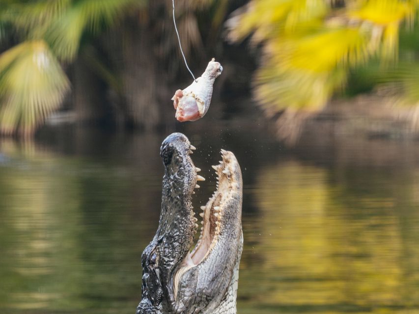 Orlando: Drive-Thru Safari Park at Wild Florida - Entering Wild Florida: What the Drive-Thru Safari Actually Feels Like