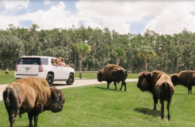 Orlando: Drive-Thru Safari Park at Wild Florida - Your 5 mph Safari Rule: Why Slow Driving Helps You See More