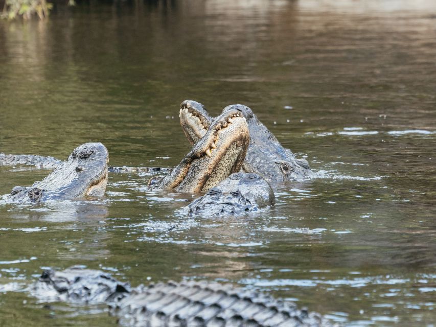 Orlando: Drive-Thru Safari Park at Wild Florida - Crusher and the Alligator Focus: What Gator Park Offers