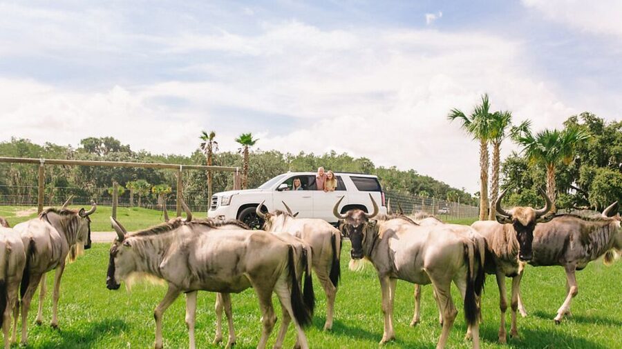 Orlando: Drive-Thru Safari Park at Wild Florida - What’s Included vs Not Included (So You Don’t Get Surprised)