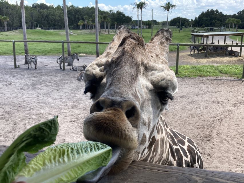 Orlando: Drive-Thru Safari Park at Wild Florida - Where to Sit, How to Photograph, and How to Stay Comfortable