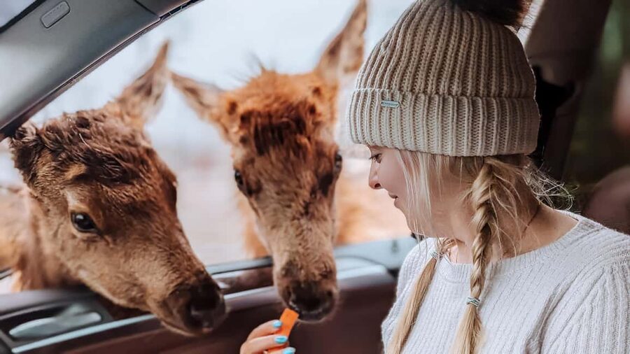 Ottawa: Private Parc Omega Wildlife Safari – Winter Magic - Key Things That Make This Safari Worth Your Time