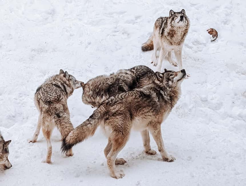 Ottawa: Private Parc Omega Wildlife Safari – Winter Magic - FAQ