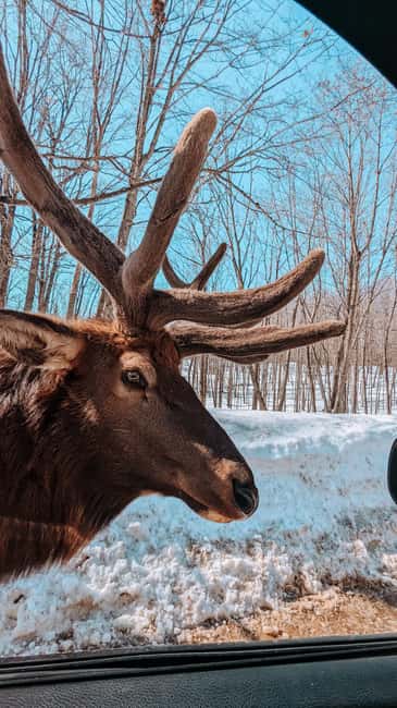 Ottawa: Private Parc Omega Wildlife Safari – Winter Magic - Carrot Feeding Deer and Elk: The Moment That Changes the Day