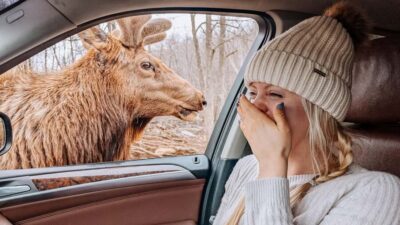 Ottawa: Private Parc Omega Wildlife Safari – Winter Magic - The SUV Ride: Comfort, Scenery, and How Long You’re Actually Out