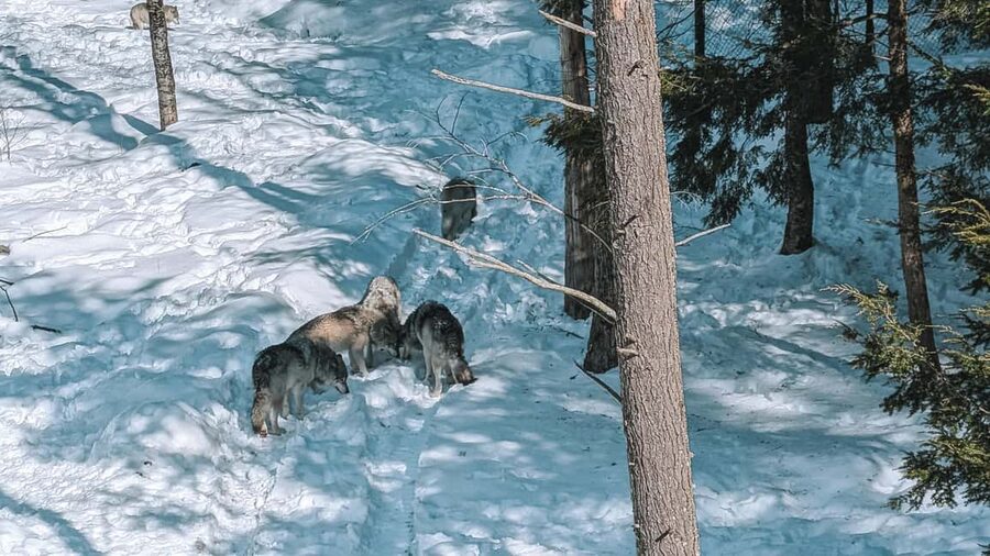 Ottawa: Private Parc Omega Wildlife Safari – Winter Magic - Two On-Foot Stops for Better Photos and Real Park Feeling