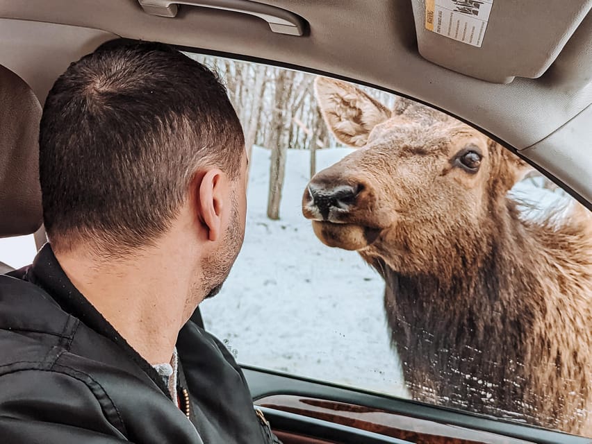 Ottawa: Private Parc Omega Wildlife Safari – Winter Magic - Bison, Wolves, Wild Boar, and the Winter Bear Reality