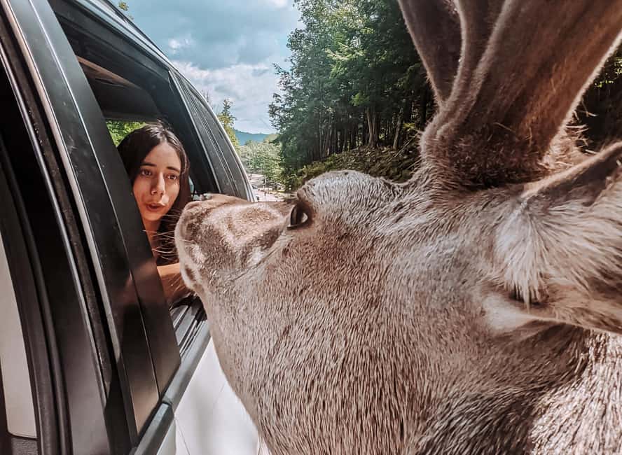 Ottawa: Private Parc Omega Wildlife Safari – Winter Magic - Price and Value: Is $183 Worth It?