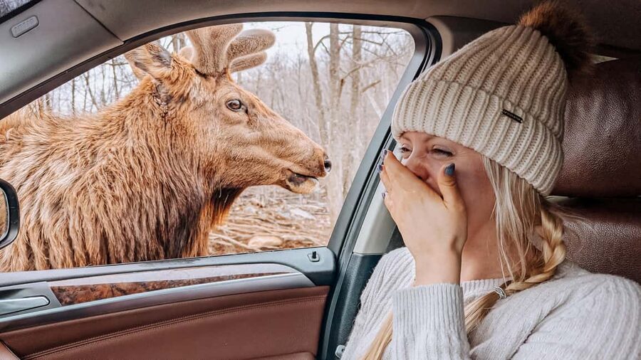 Ottawa: Private Parc Omega Wildlife Safari – Winter Magic - The SUV Ride: Comfort, Scenery, and How Long You’re Actually Out