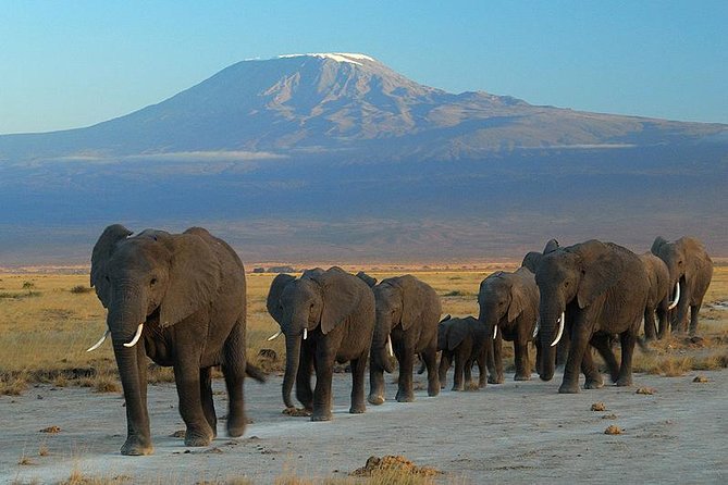 Overnight Amboseli National Park Safari from Nairobi - Key Things I’d Focus On Before You Go