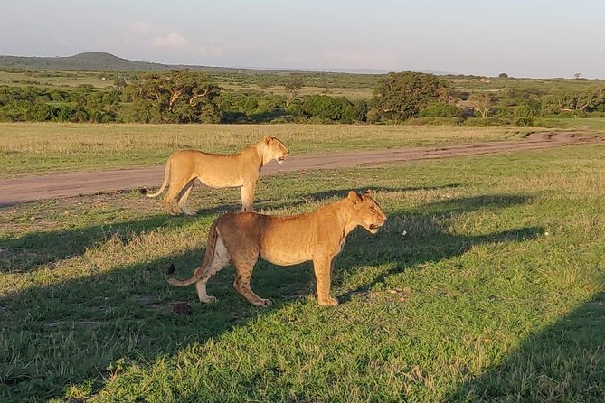 Overnight Amboseli National Park Safari from Nairobi - Guides, Vehicles, and the Small Things That Affect Your Safari Luck