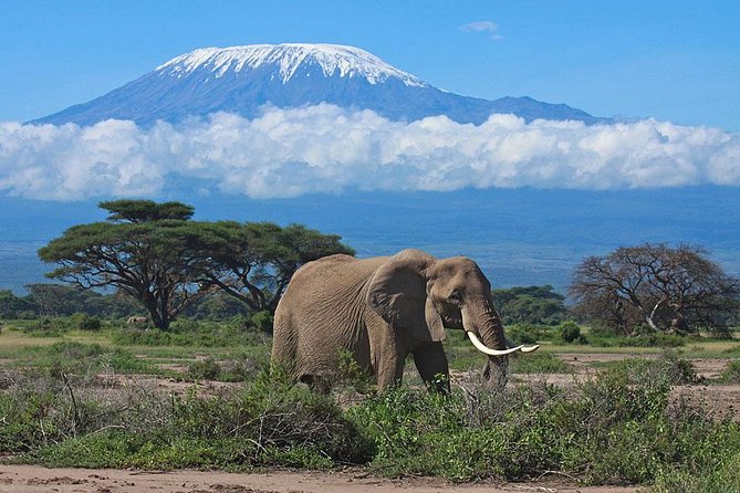 Overnight Amboseli National Park Safari from Nairobi - From Nairobi at 07:00: The Road Trip With a Savanna Start