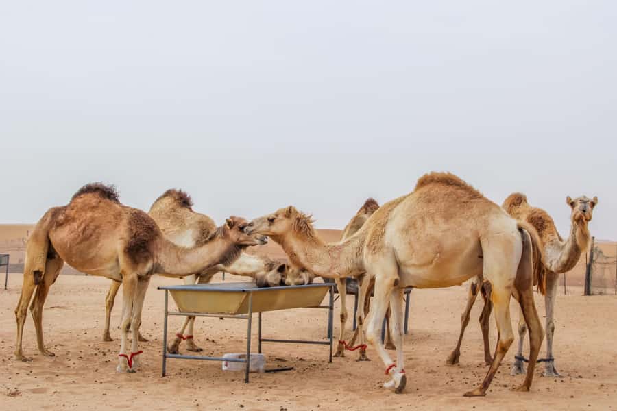 Overnight Dubai Desert Safari with BBQ Dinner - Should you book this overnight desert safari with BBQ dinner?