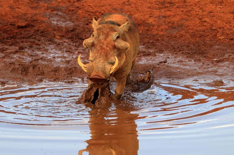 Overnight Tsavo East Safari From Mombasa/Diani (Private) - Key Highlights You’ll Actually Care About