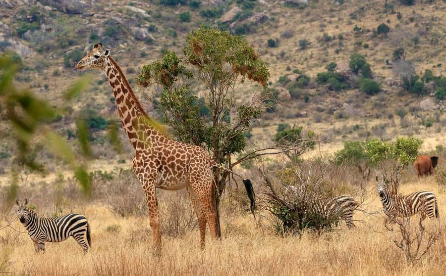 Overnight Tsavo East Safari From Mombasa/Diani (Private) - Tsavo East Overnight Safari: What Makes This 2-Day Trip Worth It