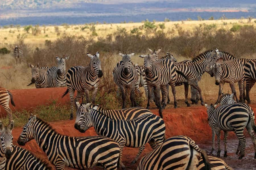 Overnight Tsavo East Safari From Mombasa/Diani (Private) - Day 1 in Tsavo East: Aruba Dam Waterhole and Your First Full Game Drive